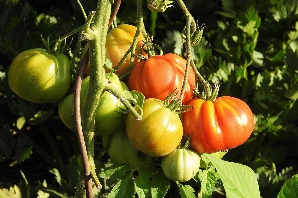 Gastronomi Gaziantep