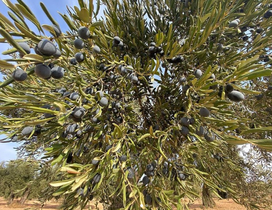 Gaziantep Yöresel Zeytin ve Zeytinyağı