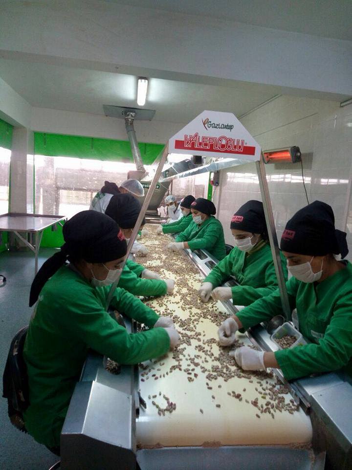 ANTEP FISTIĞI ÜRETİMİ